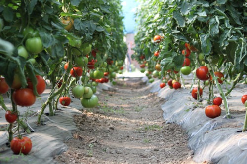 Kosovo's “LAB” initiative, an incubator for agroforestry ideas and modern farming techniques: image of tomatoes in a field