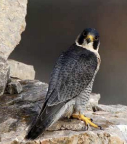 TITAN Greece collaborates with the Hellenic Ornithological Society (HOS) for the protection of biodiversity: Image of a Falco eleonorae