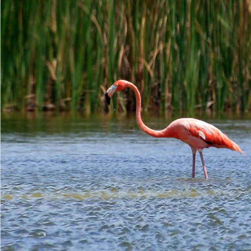 Promoting and protecting biodiversity at TITAN: photograph of a pink flamingo in a lake landscape
