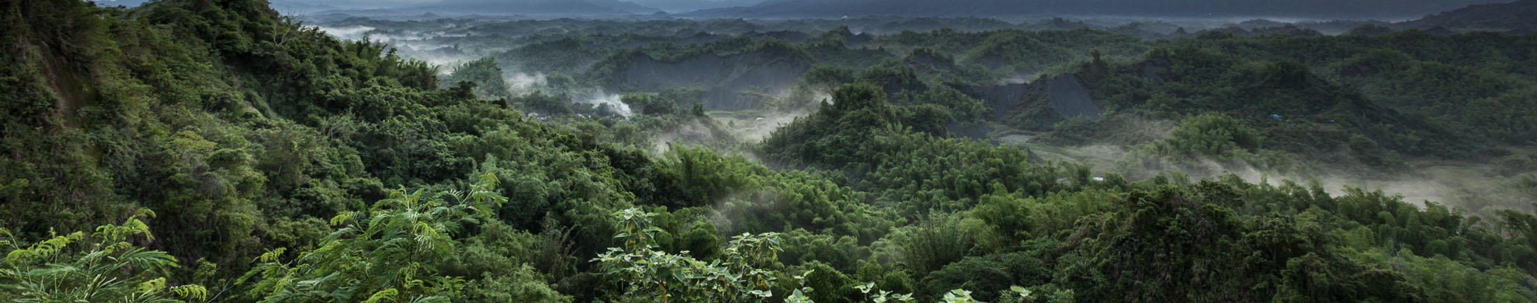 Improving TITAN environmental footprint poster: An overview of a forest full of trees and a sky with light clouds