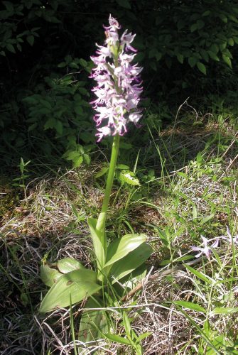 TITAN Group cases study on new methodology to assess biodiversity impact: Photograph of a lilac flower