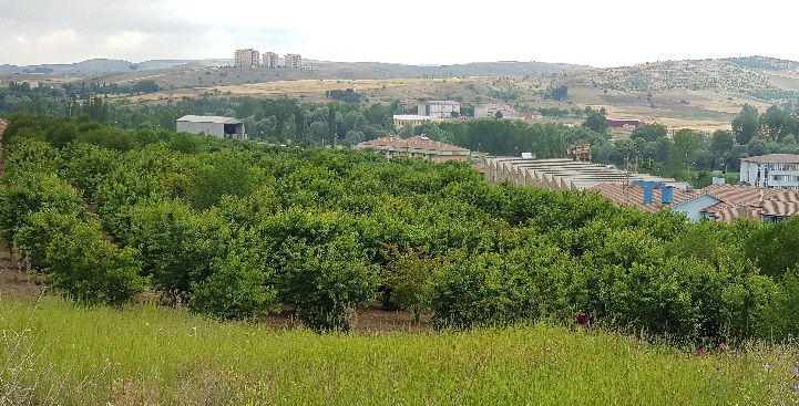 Preserving local flora: Landscape from TITAN's Tokat cement plant in Turkey